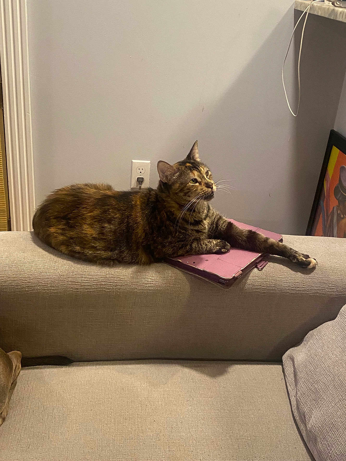 Macchiato joined the competition — help win amazing prizes! cat, tortoiseshell, couch, tablet_cover, indoor, pet, furniture, wall, power_outlet, relaxed, animal, mammal, whiskers, paw, resting, looking, domestic, cozy, home, feline