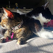 Macchiato is registered to the contest to win money with this photo: cat, cats, feline, pets, collar, sunlight, indoor, blanket, resting, relaxed, fur, whiskers, tuxedo_cat, tabby_cat, home, cozy, animal, pair, back_to_back, cute