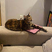 Macchi joined the competition — help win amazing prizes! cat, tortoiseshell, couch, tablet_cover, indoor, pet, furniture, wall, power_outlet, relaxed, animal, mammal, whiskers, paw, resting, looking, domestic, cozy, home, feline