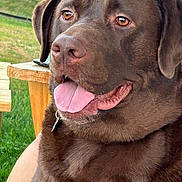 Rexx is registered to the contest to win money with this photo: animal, canine, chocolate_labrador, close_up, collar, companion, dog, ears, friendly, fur, grass, happy, labrador, muzzle, nature, outdoor, pet, tongue, tongue_out, wooden_table