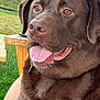 animal, canine, chocolate_labrador, close_up, collar, companion, dog, ears, friendly, fur, grass, happy, labrador, muzzle, nature, outdoor, pet, tongue, tongue_out, wooden_table