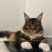 Koda a rejoint le concours — aidez-le/la à gagner de superbes lots ! animal, black_surface, calm, cat, close_up, ears, face, feline, floor, fluffy, indoor, long_hair, lying_down, mammal, pet, portrait, relaxed, tabby, whiskers, white_paws