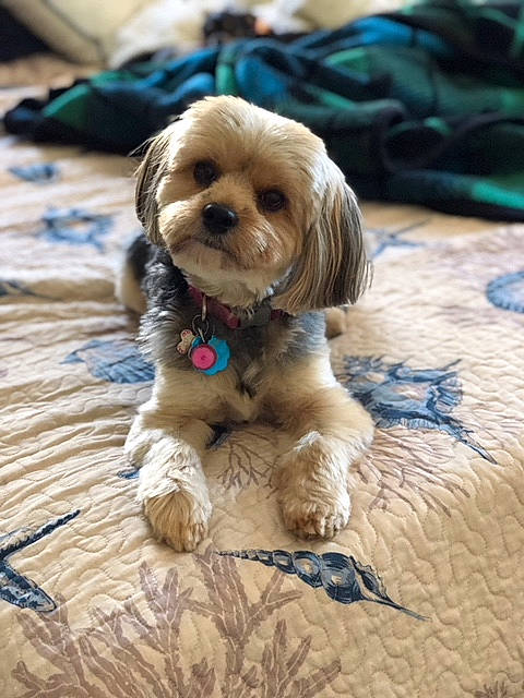 Bailee is registered to the contest to win money with this photo: carnivore, companion_dog, dog, dog_breed, dog_clothes, dog_collar, dog_supply, fawn, fur, hardwood, liver, puppy_love, shih_tzu, small_terrier, snout, sporting_group, terrier, toy_dog, wood, working_animal