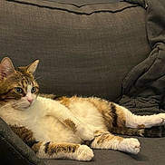 Scrat participe au concours pour gagner de l'argent avec cette photo : cat, feline, pet, animal, couch, sofa, blanket, relaxed, indoor, fur, tabby, white_paws, whiskers, ears, tail, resting, comfortable, household, domestic, side_view