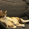 cat, feline, pet, animal, couch, sofa, blanket, relaxed, indoor, fur, tabby, white_paws, whiskers, ears, tail, resting, comfortable, household, domestic, side_view