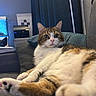 Scrat participe au concours pour gagner de l'argent avec cette photo : cat, feline, pet, indoor, couch, pillow, living_room, relaxed, fur, whiskers, paws, curious, closeup, domestic_animal, resting, mammal, household, cozy, window, furniture