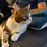 Scrat participe au concours pour gagner de l'argent avec cette photo : cat, tabby_cat, blue_eyes, couch, pillow, person, indoor, pet, feline, whiskers, fur, relaxed, domestic_animal, blurred_background, seated_person, smartphone, short_fur, close_up, curious, resting