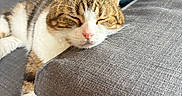 Scrat participe au concours pour gagner de l'argent avec cette photo : animal, cat, closeup, couch, cozy, domestic, furniture, gray, indoor, nap, paw, pet, pillow, relaxation, resting, sleeping, soft, tabby_cat, whiskers, white