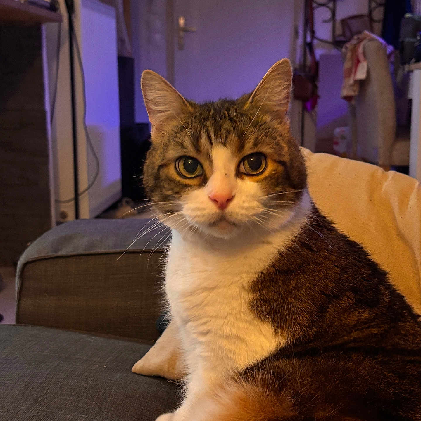 Scrat a rejoint le concours — aidez-le/la à gagner de superbes lots ! cat, tabby_cat, indoor, couch, furniture, pet, animal, whiskers, fur, closeup, looking, eyes, domestic, cozy, home, relaxed, seated, warm_lighting, household, curious