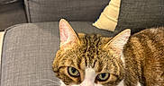 Scrat participe au concours pour gagner de l'argent avec cette photo : cat, tabby_cat, pet, indoor, couch, furniture, book, animal, closeup, face, green_eyes, whiskers, relaxing, cozy, living_room, domestic_cat, striped_fur, pink_nose, paw, resting
