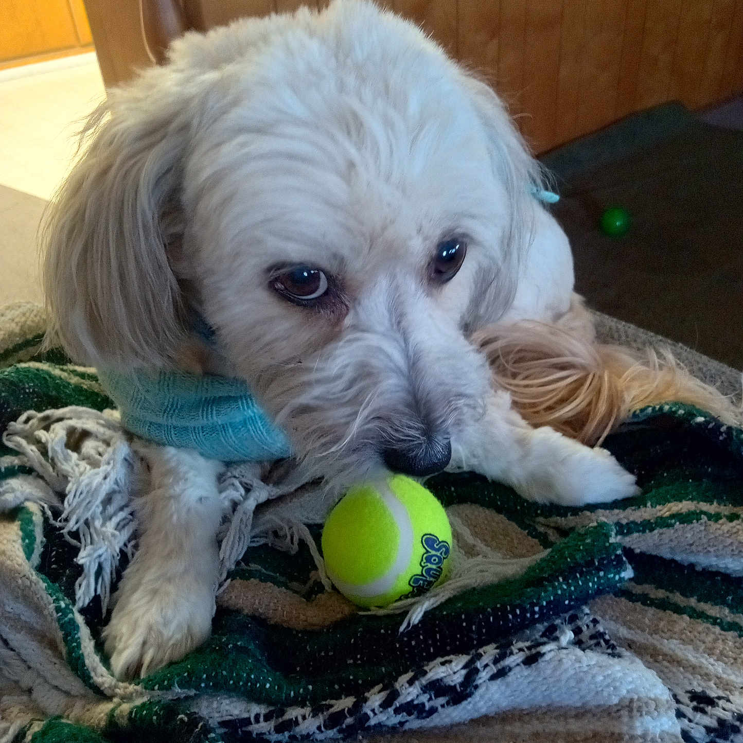 Maggie May