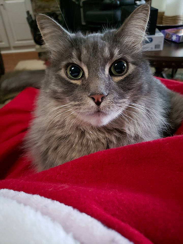 Grady is registered to the contest to win money with this photo: asian, asian_semi_longhair, australian_mist, british_semi_longhair, carnivore, cat, domestic_long_haired_cat, domestic_short_haired_cat, felidae, fur, kitten, mammal, norwegian_forest_cat, ragamuffin, small_to_medium_sized_cats, snout, vertebrate, whiskers