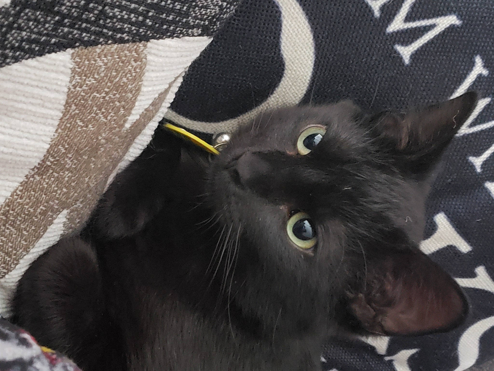 Erebus is registered to the contest to win money with this photo: black_cat, bombay, carnivore, cat, comfort, domestic_short_haired_cat, felidae, fur, grey, havana_brown, pattern, small_to_medium_sized_cats, terrestrial_animal, whiskers