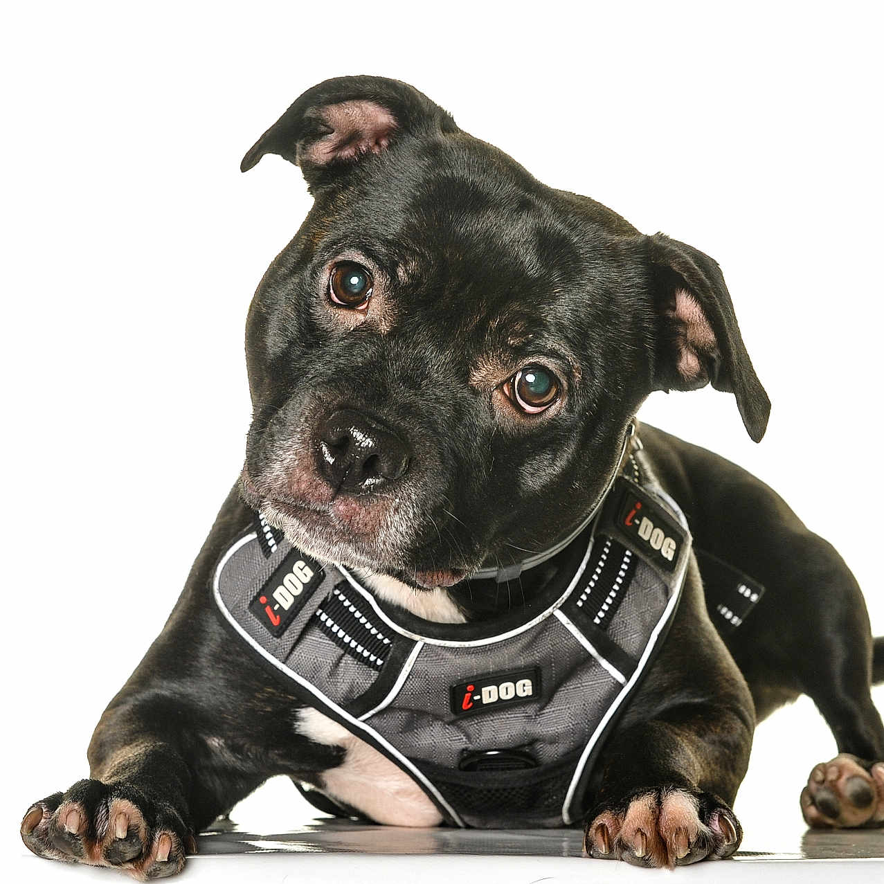 Ruby participe au concours pour gagner de l'argent avec cette photo : accessories, animal, bostonbull, boxer, bulldog, canine, chihuahua, dog, frenchbulldog, harness, labradorretriever, pet, pitbull, pointer, policedog, pug, puppy, snout, strap, whitedog