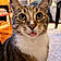 Mowgli