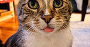 Mowgli joined the competition — help win amazing prizes! cat, tabby_cat, pet, animal, close_up, portrait, face, whiskers, ears, eyes, tongue, blep, fur, striped_fur, indoor, home, cozy, sitting, looking_at_camera, funny