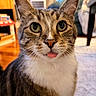 cat, tabby_cat, pet, animal, close_up, portrait, face, whiskers, ears, eyes, tongue, blep, fur, striped_fur, indoor, home, cozy, sitting, looking_at_camera, funny