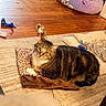 Mowgli joined the competition — help win amazing prizes! cat, tabby_cat, pet, animal, feline, lying_down, wide_eyes, striped_fur, indoor, living_room, carpet, blanket, pet_bed, plush_toy, cat_toy, wooden_floor, cozy, relaxed, portrait, home