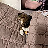 Mowgli is registered to the contest to win money with this photo: cat, tabby_cat, sleeping, cozy, bed, blanket, bedding, bedroom, indoors, pet, animal, fur, whiskers, white_paws, striped_fur, relaxed, nap, hairbrush, person, home