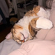 Mowgli is registered to the contest to win money with this photo: cat, calico_cat, sleeping, sleepy, curled_up, pet, animal, feline, white_fur, orange_fur, tabby markings, paws, whiskers, closed_eyes, bed, blanket, bedroom, cozy, indoors, nap
