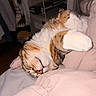 cat, calico_cat, sleeping, sleepy, curled_up, pet, animal, feline, white_fur, orange_fur, tabby markings, paws, whiskers, closed_eyes, bed, blanket, bedroom, cozy, indoors, nap