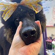 Loki joined the competition — help win amazing prizes! dog, poodle, black_dog, pet, bow, hand, close_up, portrait, indoor, blurred_background, nose, fluffy, cute, animal, mammal, face, groomed, friendly, domestic_animal, companion
