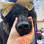 dog, poodle, black_dog, pet, bow, hand, close_up, portrait, indoor, blurred_background, nose, fluffy, cute, animal, mammal, face, groomed, friendly, domestic_animal, companion