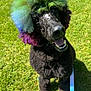 Loki joined the competition — help win amazing prizes! dog, poodle, black_dog, rainbow_afro, colorful_hair, grass, outdoor, pet, smiling, happy, leash, canine, fur, cute, animal, portrait, summer, sunlight, playful, jewel