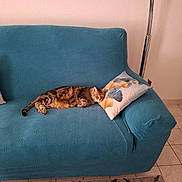 Voyou participe au concours pour gagner de l'argent avec cette photo : cat, tabby_cat, couch, sofa, pillow, indoor, sleeping, pet, furniture, cozy, home, living_room, floor, blanket, relaxing, animal, domestic_animal, resting, patterned, tile_floor