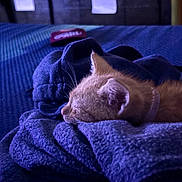 Bo is registered to the contest to win money with this photo: animal, bedroom, blanket, cat, closeup, comfort, cozy, cute, feline, fur, indoor, kitten, nap, pet, purple, relaxing, resting, sleeping, soft, warm