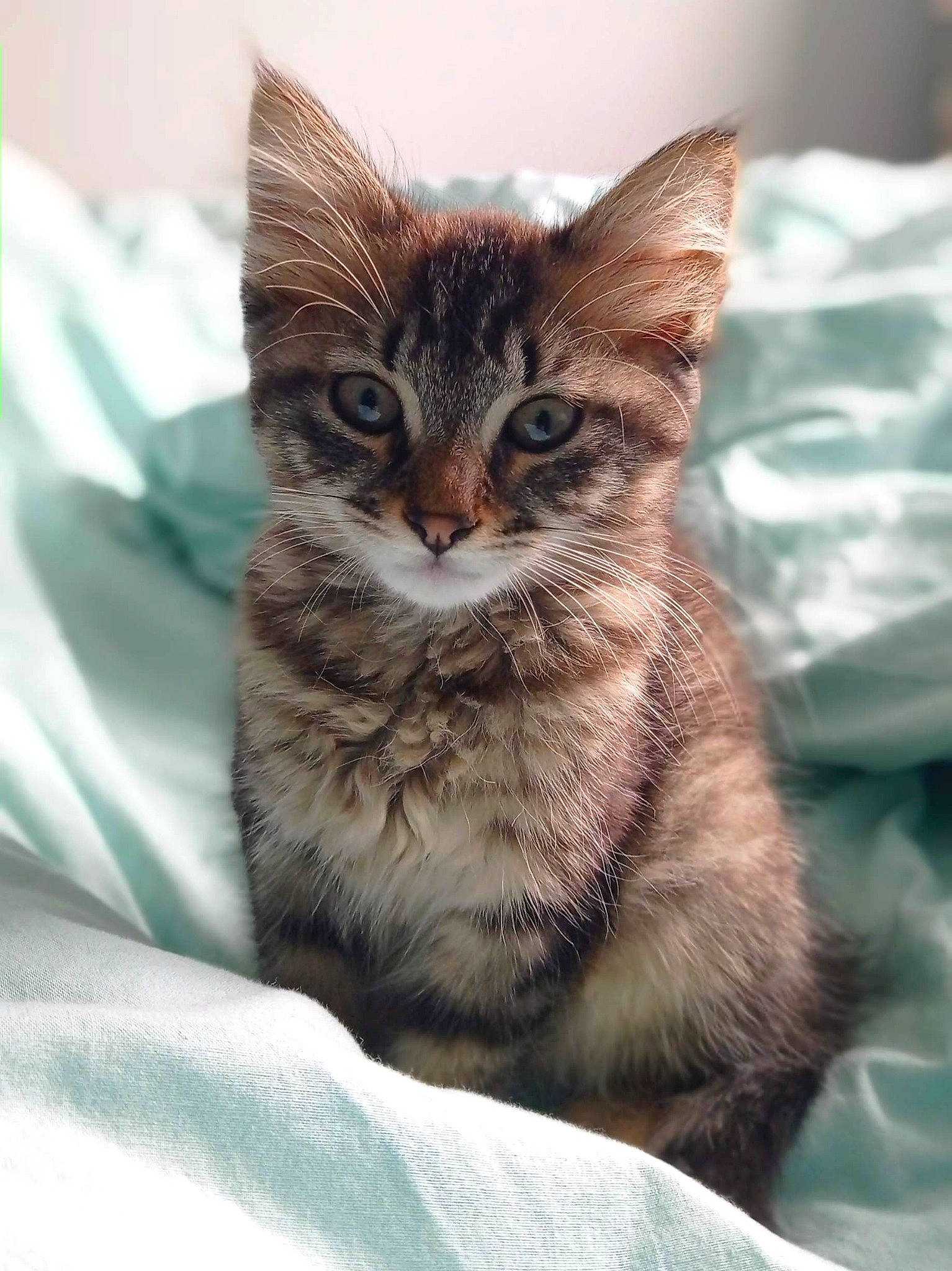 Bloum a rejoint le concours — aidez-le/la à gagner de superbes lots ! carnivore, cat, cat_supply, claw, domestic_short_haired_cat, felidae, fur, iris, paw, sitting, small_to_medium_sized_cats, snout, tail, terrestrial_animal, whiskers, wildlife