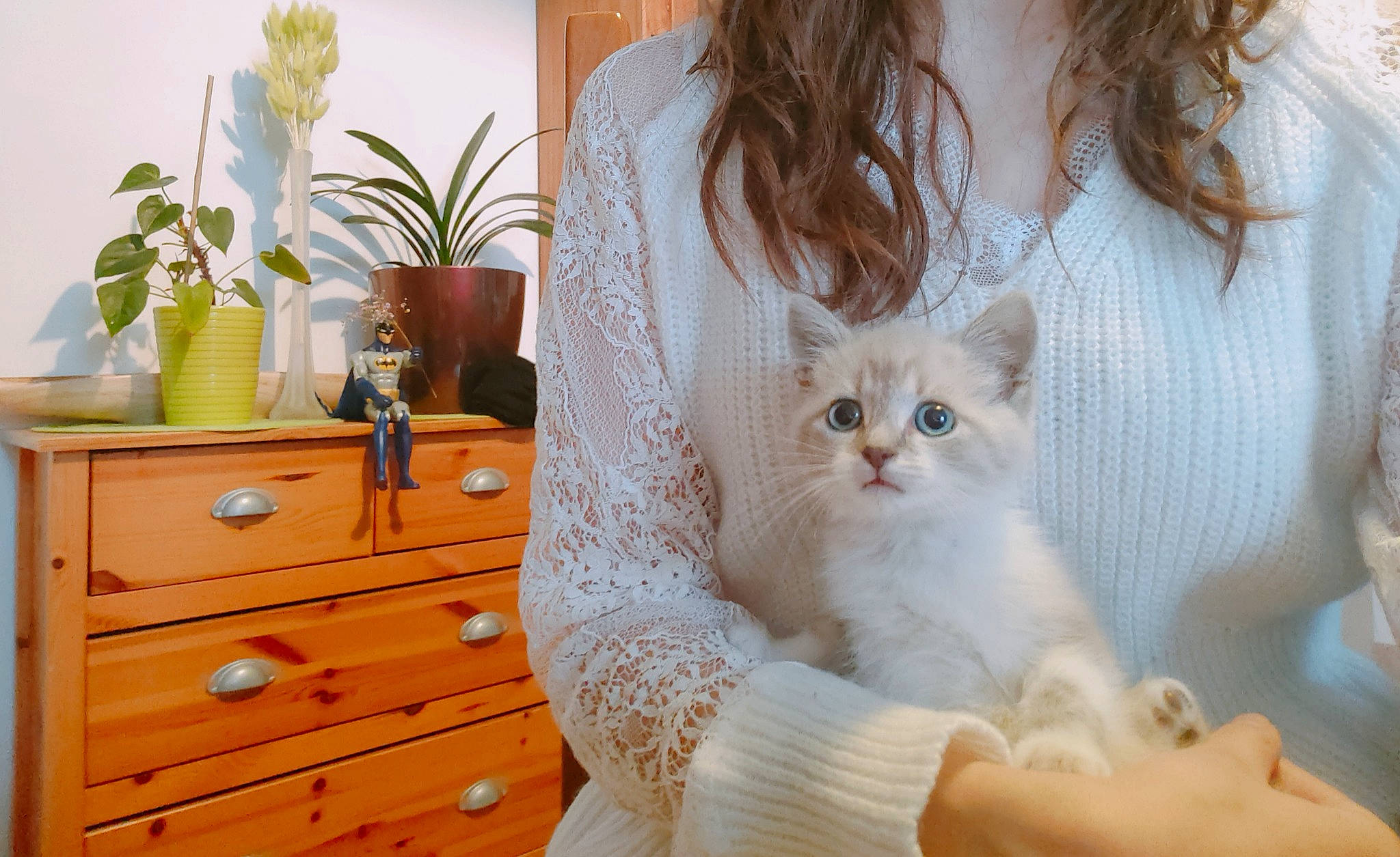 Chaussette participe au concours pour gagner de l'argent avec cette photo : cabinetry, carnivore, cat, chest, chest_of_drawers, comfort, drawer, dresser, fawn, felidae, flowerpot, fur, hardwood, houseplant, plant, sleeve, small_to_medium_sized_cats, tail, whiskers, wood