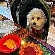 Bobo is registered to the contest to win money with this photo: canine, chair, chip, cozy, cute, dog, eyes, floor, fur, indoor, pet, placemat, red_bowl, restaurant, stroller, sunflower, table, waiting, white_dog, wooden_table