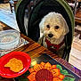 canine, chair, chip, cozy, cute, dog, eyes, floor, fur, indoor, pet, placemat, red_bowl, restaurant, stroller, sunflower, table, waiting, white_dog, wooden_table