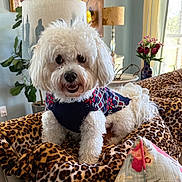 Bobo joined the competition — help win amazing prizes! artwork, blanket, couch, cozy, curtains, decor, dog, flower_vase, flowers, fur, happy, indoor, lamp, leopard_print, pet, plant, smiling, sweater, white_dog, window