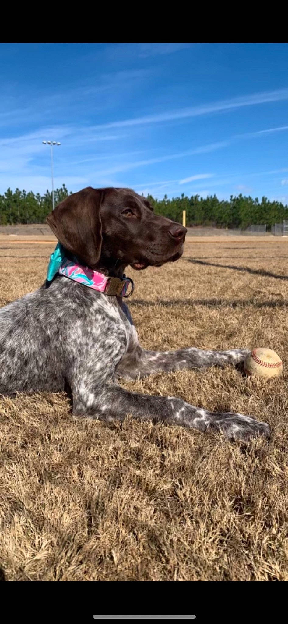Benelli joined the competition — help win amazing prizes! braque_francais, canidae, carnivore, cloud, collar, dog, dog_breed, dog_collar, fawn, gun_dog, liver, old_danish_pointer, plant, pointing_breed, sky, snout, sporting_group, tree, water_dog, working_animal