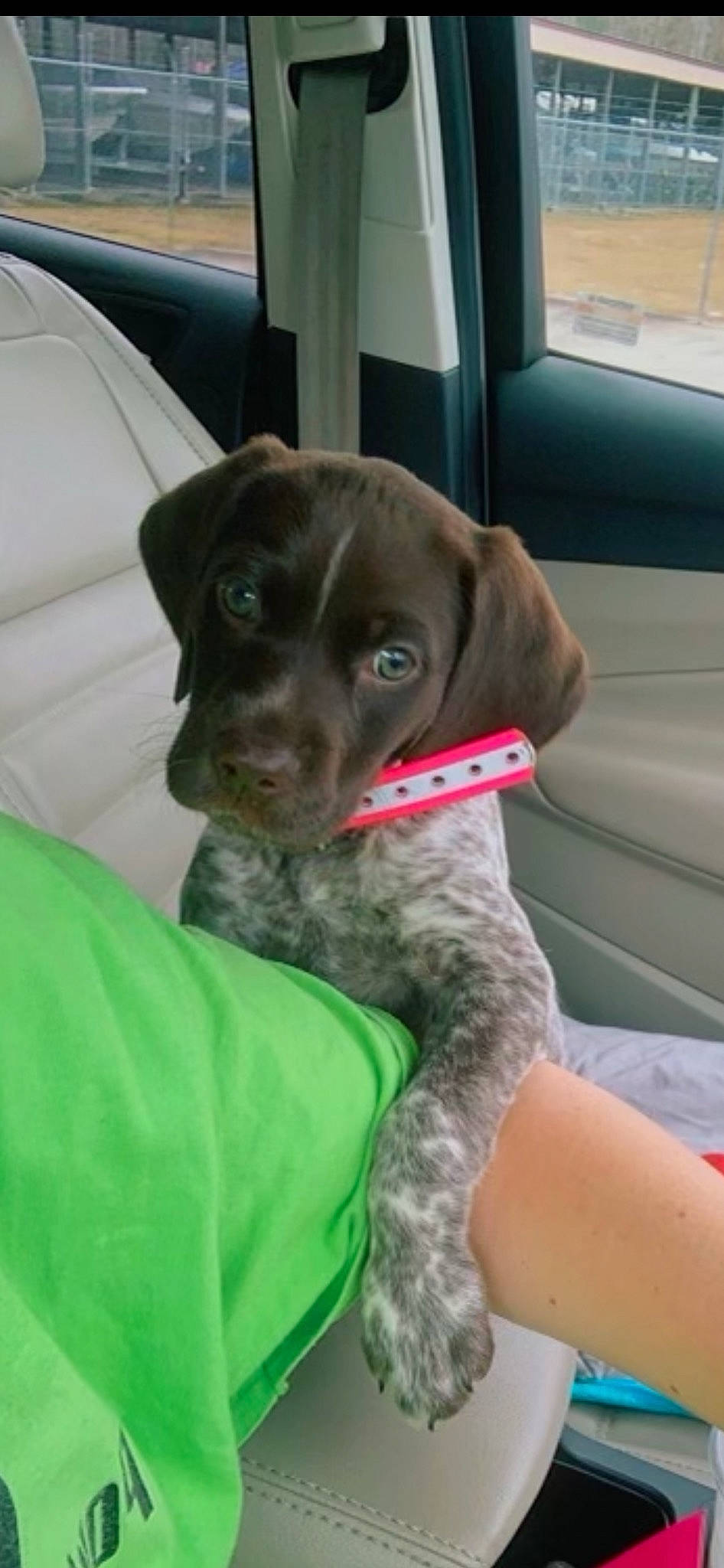 Benelli is registered to the contest to win money with this photo: borador, car, car_seat, carnivore, collar, companion_dog, dog, dog_breed, dog_collar, family_car, fawn, gun_dog, liver, pointing_breed, snout, sporting_group, vehicle, vehicle_door, whiskers, working_animal