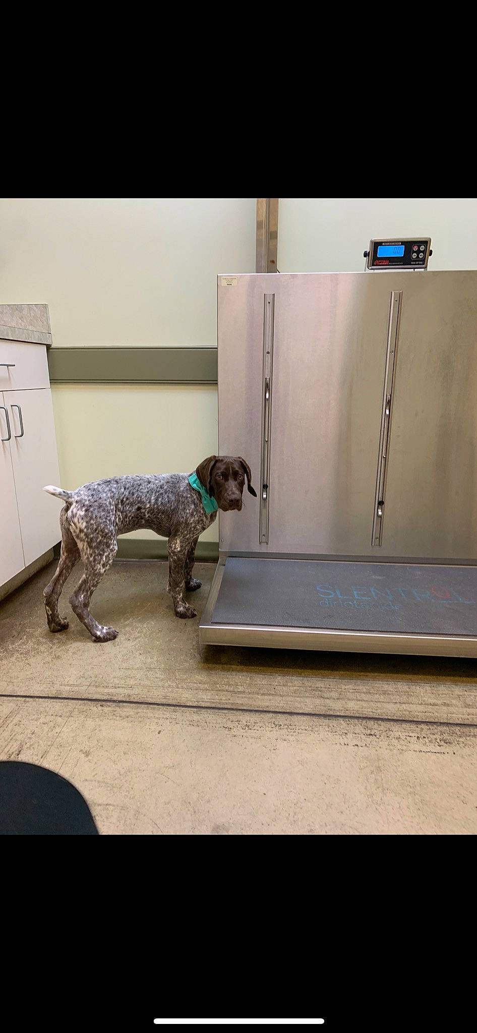 Benelli is registered to the contest to win money with this photo: cabinetry, carnivore, companion_dog, dog, dog_breed, dog_supply, fawn, floor, flooring, gas, grey, gun_dog, home_appliance, mammal, pet_supply, rectangle, snout, tail, water_dog, working_animal