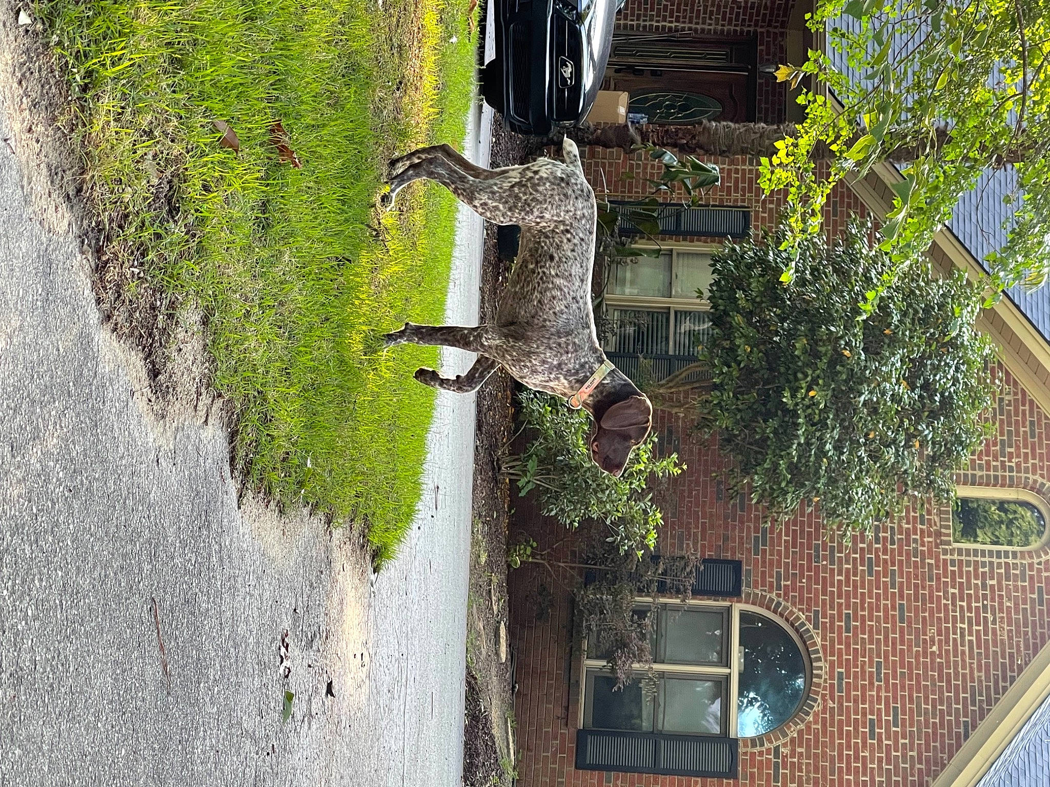 Benelli is registered to the contest to win money with this photo: art, biome, building, facade, flowerpot, grass, house, landscape, leaf, plant, sculpture, shrub, street_light, tree, urban_design, vegetation, water, wheel, window, woody_plant