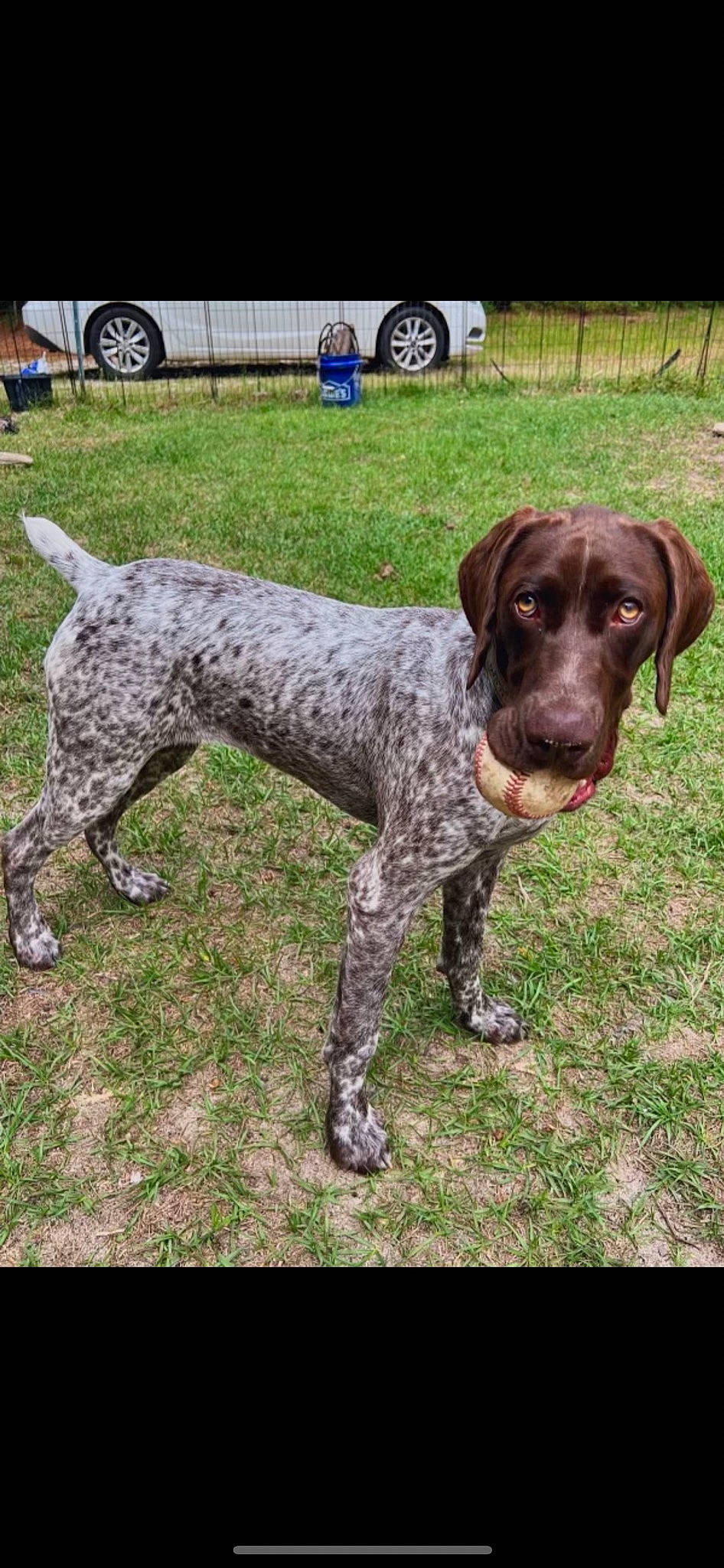 Benelli is registered to the contest to win money with this photo: braque_francais, canidae, car, carnivore, companion_dog, dog, dog_breed, dog_collar, grass, gun_dog, liver, snout, sporting_group, tail, tire, vehicle, vehicle_door, vehicle_registration_plate, wheel, working_animal