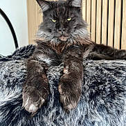 Groot participe au concours pour gagner de l'argent avec cette photo : animal, black, blanket, cat, ears, eyes, feline, fluffy, fur, gray, home, indoor, maine_coon, paws, pet, portrait, relaxed, resting, whiskers, wood_paneling