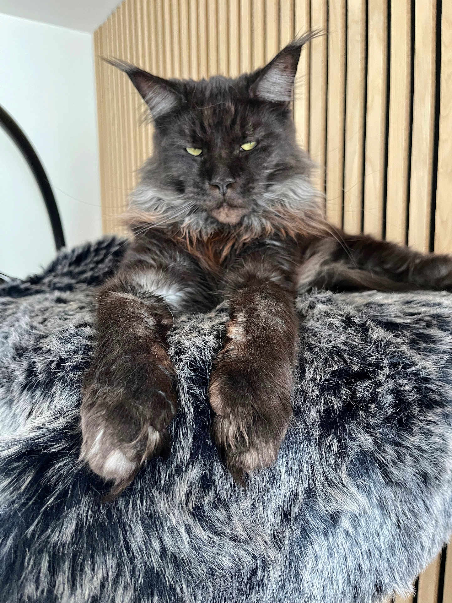 Groot participe au concours pour gagner de l'argent avec cette photo : animal, black, blanket, cat, ears, eyes, feline, fluffy, fur, gray, home, indoor, maine_coon, paws, pet, portrait, relaxed, resting, whiskers, wood_paneling