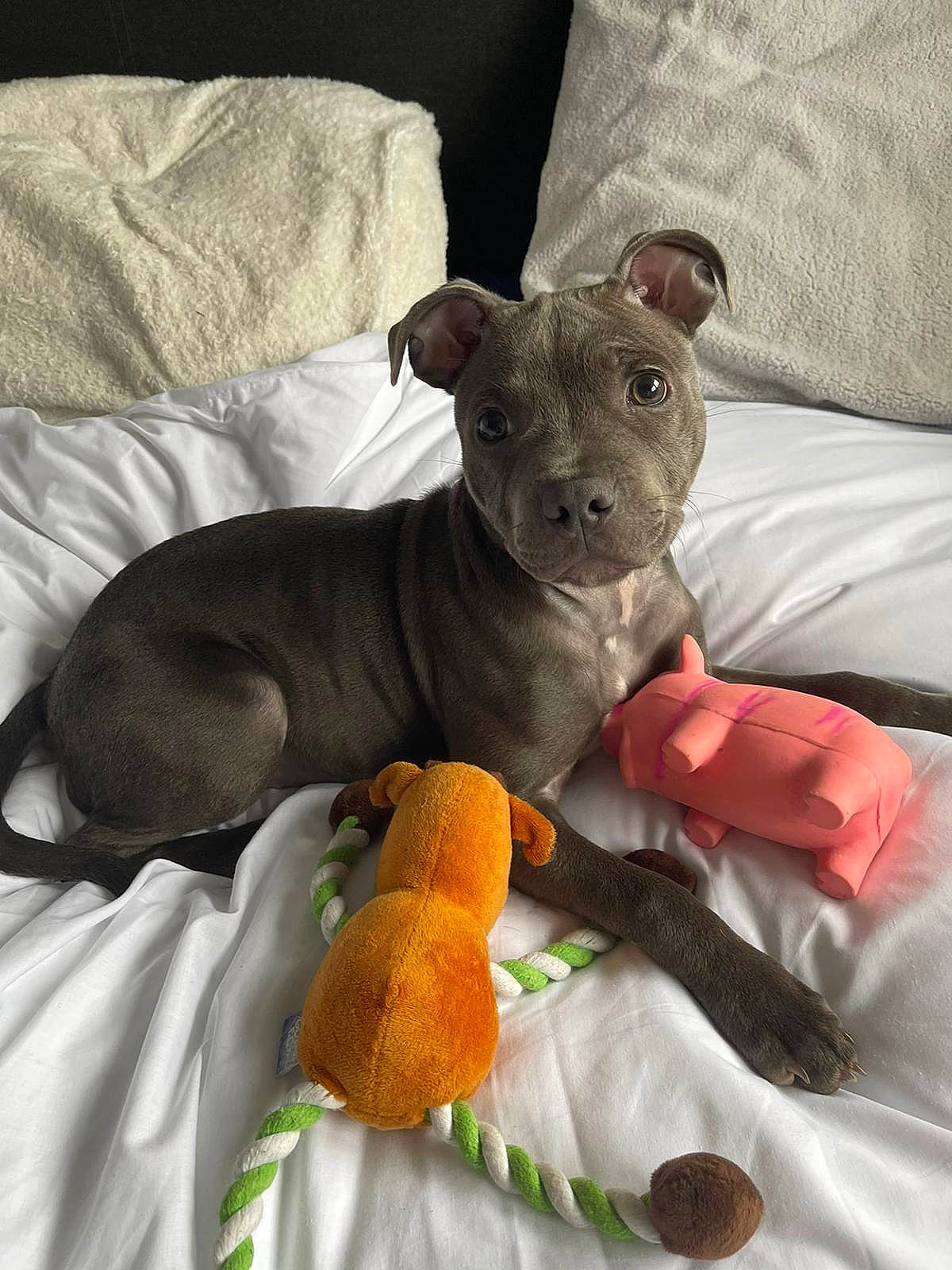 Kyla is registered to the contest to win money with this photo: canidae, carnivore, carrot, comfort, companion_dog, dog, dog_breed, dog_supply, fawn, linens, liver, non_sporting_group, pet_supply, puppy, snout, stuffed_toy, toy, vertebrate, whiskers, working_animal