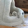 Gizmo joined the competition — help win amazing prizes! kitten, cat, sleeping, pet_bed, fluffy, cozy, indoor, furniture, wood, resting, cute, animal, paw, soft, home, comfort, relaxation, small, adorable, peaceful