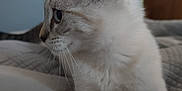 Gizmo joined the competition — help win amazing prizes! cat, feline, pet, animal, whiskers, fur, indoor, bed, quilt, paws, relaxed, side_profile, cute, domestic, mammal, tabby, resting, soft, closeup, cozy