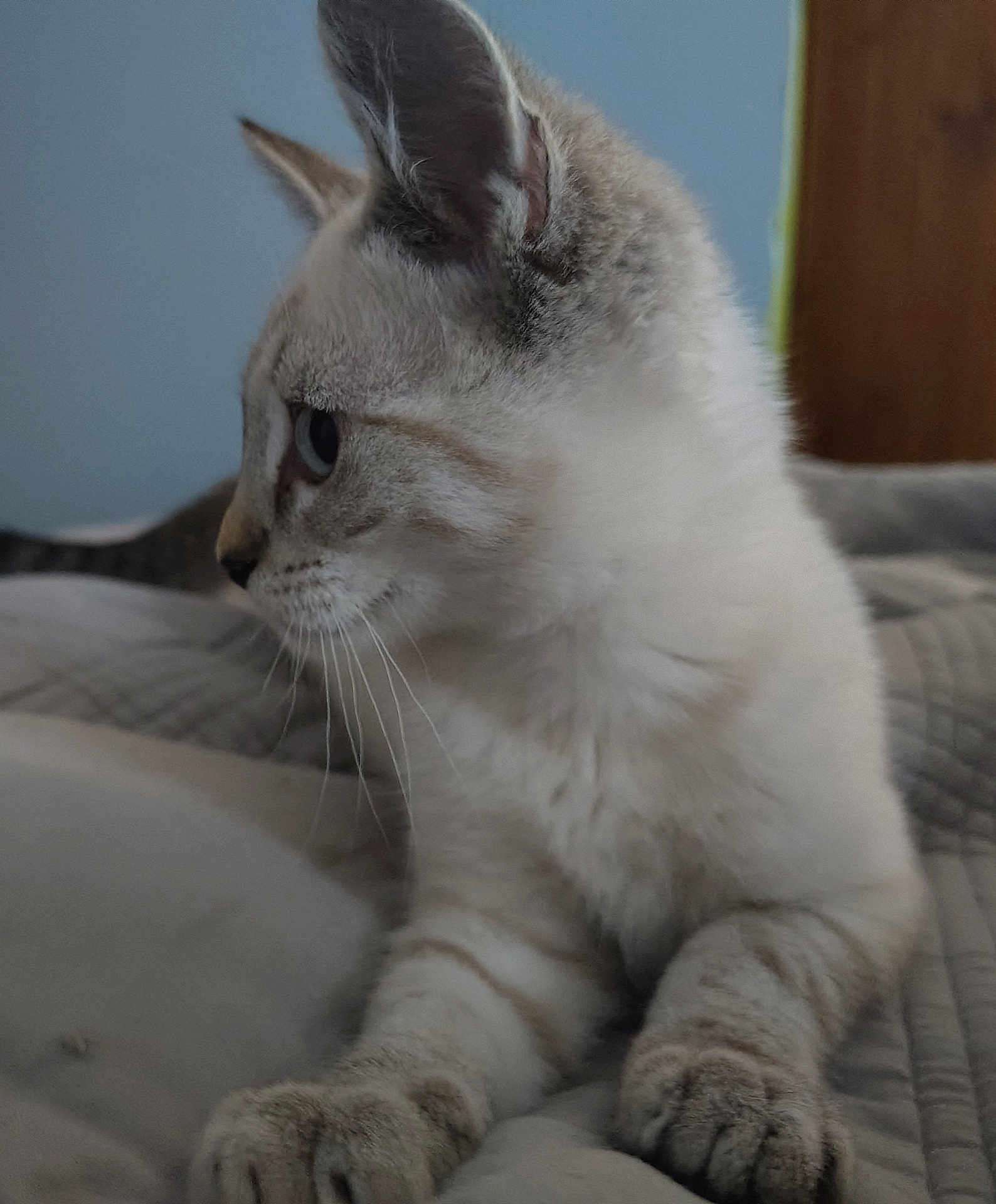 Gizmo