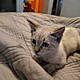Gizmo joined the competition — help win amazing prizes! kitten, cat, bed, blanket, quilt, fur, animal, pet, indoor, cute, young, ears, whiskers, resting, comfort, feline, domestic, cozy, soft, curious