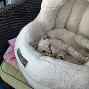 Gizmo joined the competition — help win amazing prizes! kitten, cat, pet_bed, furniture, cushion, chair, blue_eyes, fluffy, indoor, relaxed, animal, cute, fur, whiskers, paws, resting, pink_blanket, woven_chair, cozy, domestic