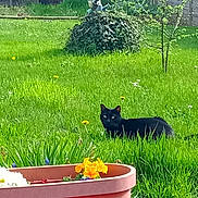Reglisse a rejoint le concours — aidez-le/la à gagner de superbes lots ! animal, black_cat, bush, dandelions, decoration, feline, flowers, garden, grass, greenery, nature, ornament, outdoor, peaceful, pet, planter, spring, sunlight, tree, yellow_flowers