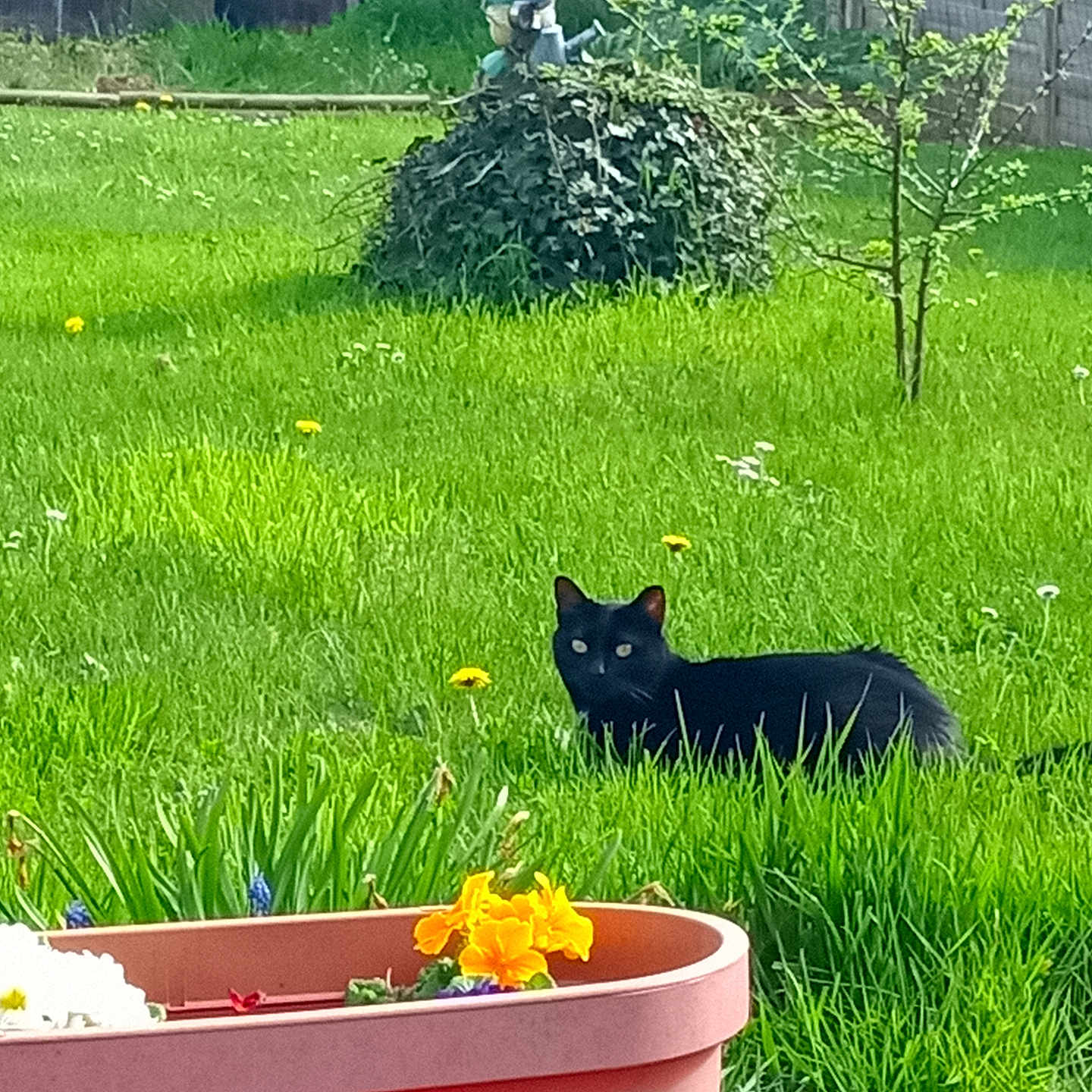 Reglisse